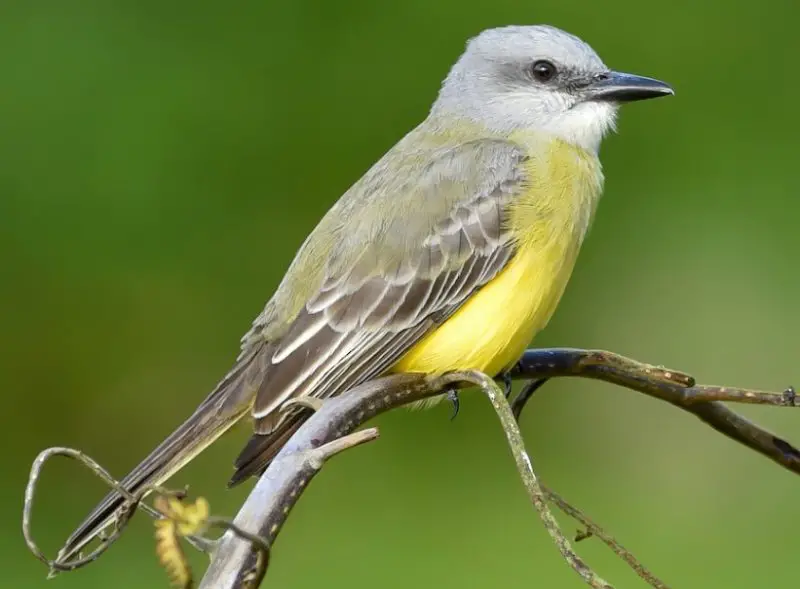 Brown Birds with Yellow Beaks