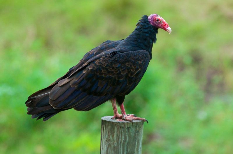 Black Birds in Michigan