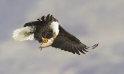 What Do Bald Eagles Eat? A Comprehensive Guide