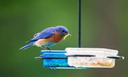 What Do Bluebirds Eat? Diet & Feeding Tips