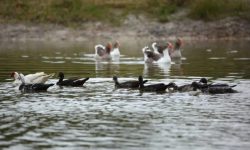 What Is A Group of Ducks Called? Fun Facts You Should Know