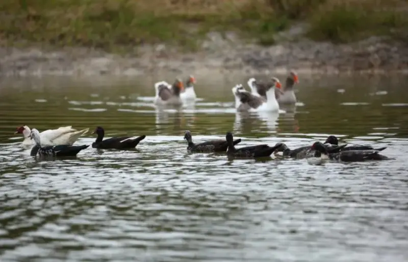 What Is A Group of Ducks Called