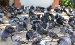 What Is a Group of Pigeons Called? Pigeons Collective Nouns