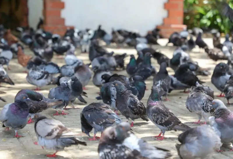 What Is a Group of Pigeons Called