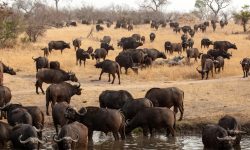 What is a Group of Buffaloes Called? Collective Nouns