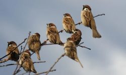 What is a Group of Sparrows Called? Collective Nouns