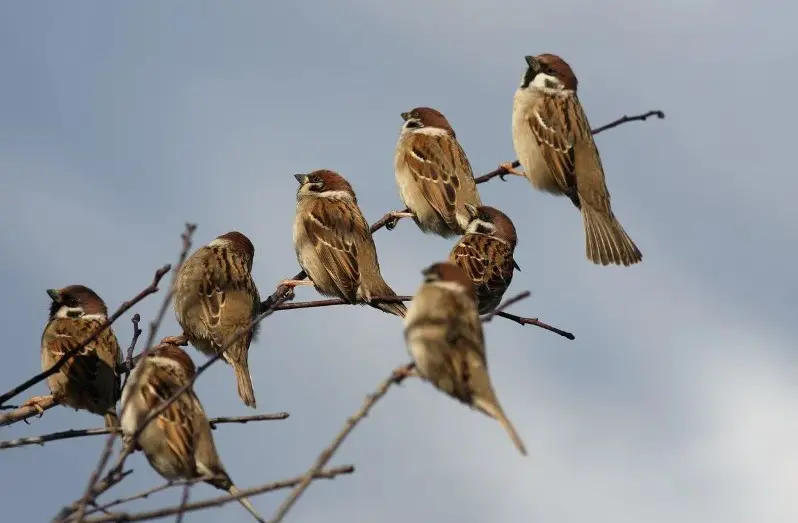 What is a Group of Sparrows Called