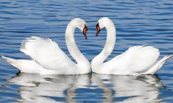 What is a Group of Swans Called? Collective Nouns