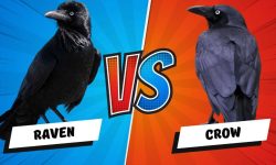 What’s the Difference Between a Crow and a Raven?