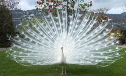 White Peacocks: Everything You Need To Know