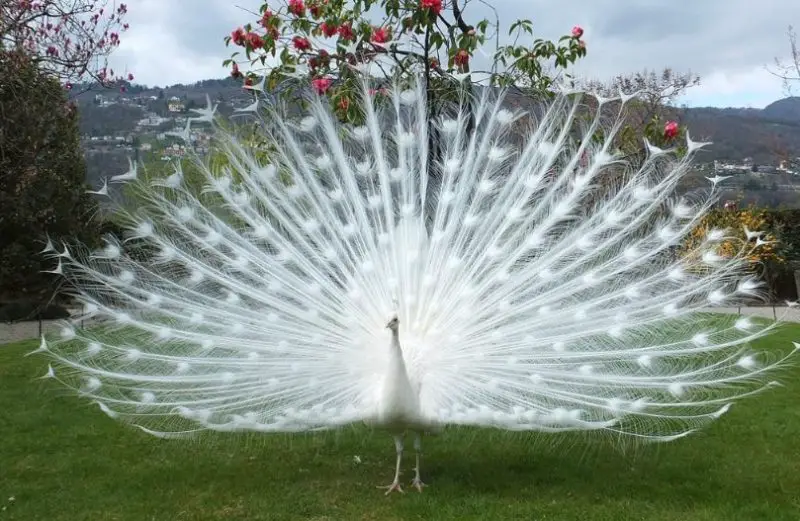 White Peacocks