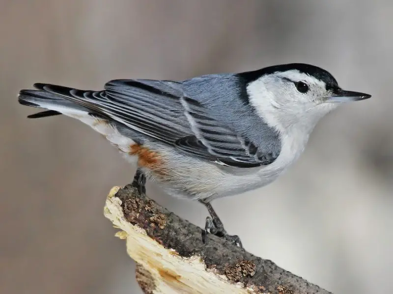 Black and White Birds