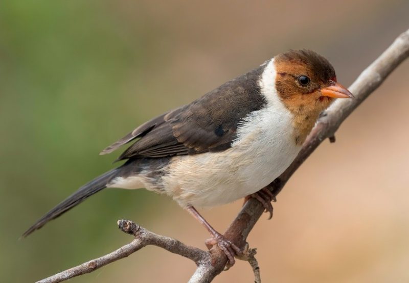 Brown Birds with Yellow Beaks