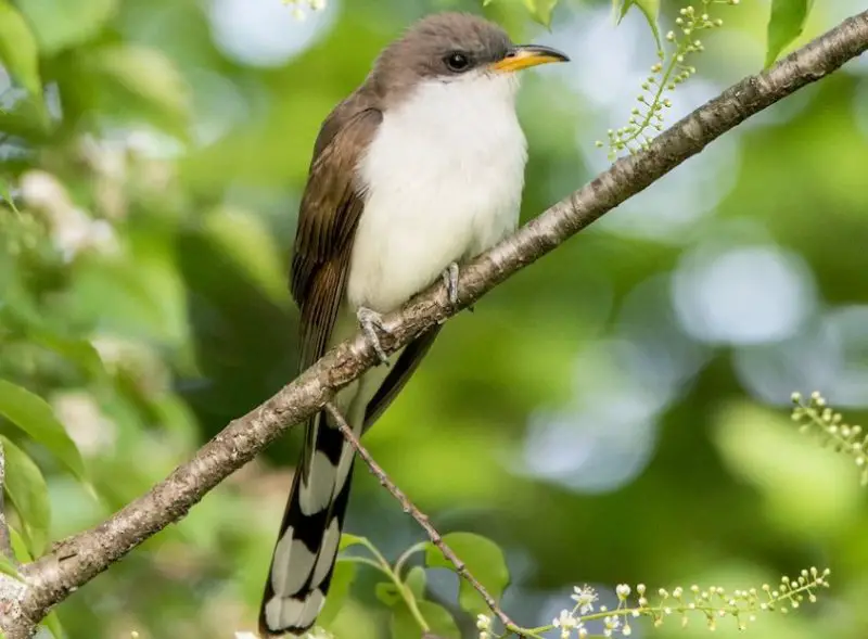 Brown Birds with Yellow Beaks