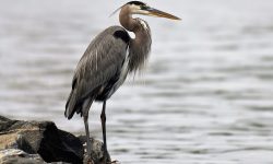 Do Herons Eat Ducks? Uncovering the Truth Behind Heron Diets