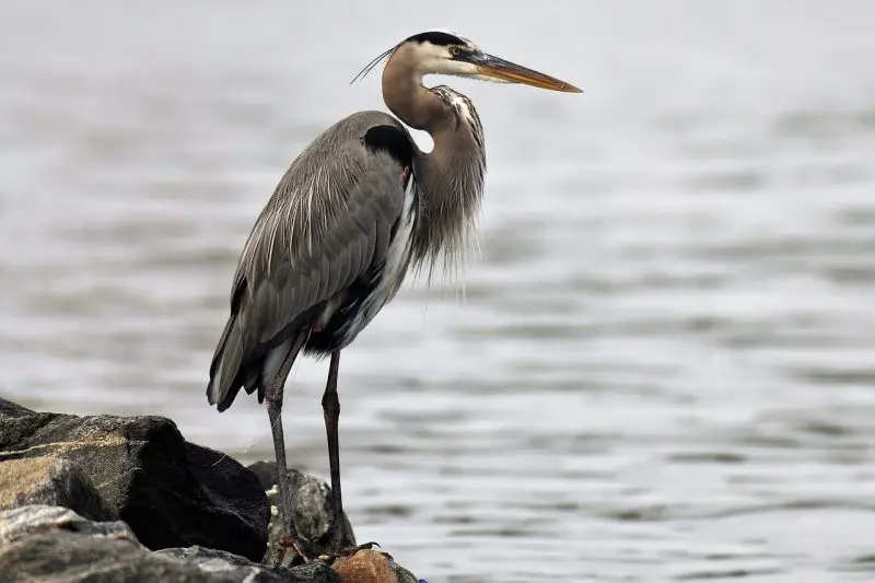 Do Herons Eat Ducks