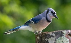 Female Blue Jay: How to Identify Her Unique Traits
