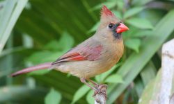 Female Cardinal: Understanding the Traits of This Unique Bird