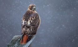 Red Tailed Hawk: Everything You Need to Know