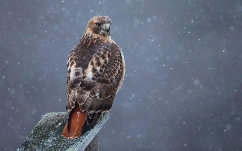 Red Tailed Hawk