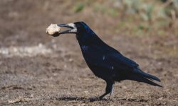 What Do Crows Eat? A Complete Guide to Their Surprising Diet