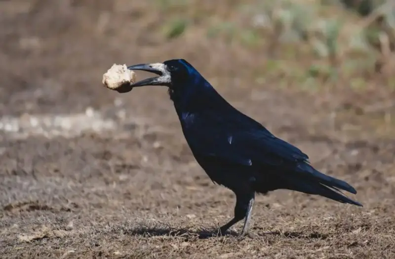 What Do Crows Eat