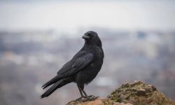 What Do Crows Represent? Unveiling Their Hidden Meaning