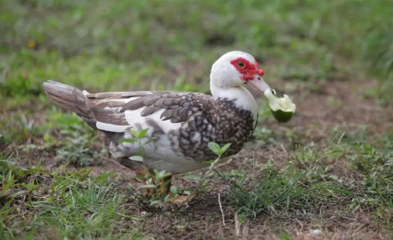 What Do Ducks Eat