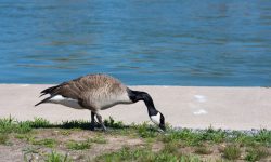 What Do Geese Eat? Surprising Facts You Didn’t Know