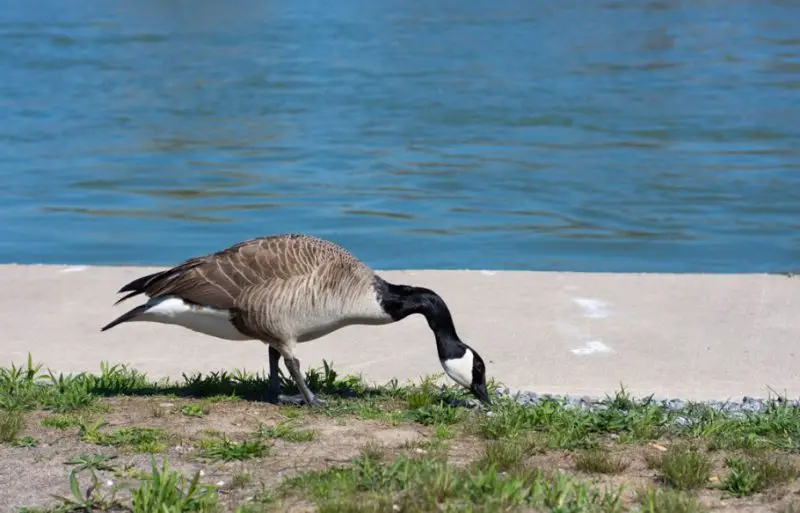 What Do Geese Eat