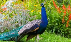 What Do Peacocks Eat? 15 Foods They Absolutely Love