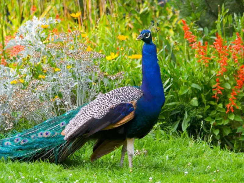 What Do Peacocks Eat