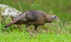 What Do Turkeys Eat in Winter, Spring, Summer, and Fall?