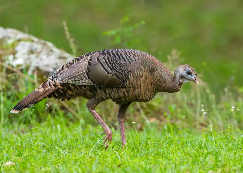 What Do Turkeys Eat