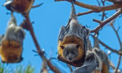 What Is a Group of Bats Called? Discover the Surprising Answer!