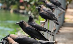 What Is a Group of Crows Called? Learn the Meaning