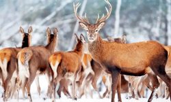 What Is a Group of Deer Called? Discover the Fascinating Answer!