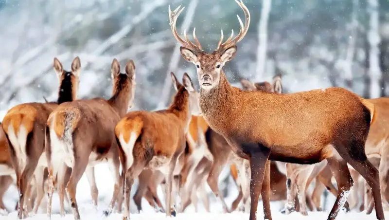 What Is a Group of Deer Called