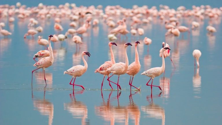 What Is a Group of Flamingos Called? Learn the Meaning