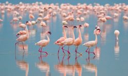 What Is a Group of Flamingos Called? Learn the Meaning