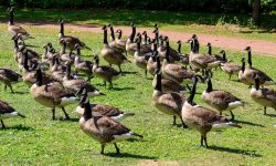 What Is a Group of Geese Called? Interesting Goose Facts