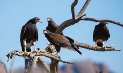 What Is a Group of Hawks Called? (Collective Nouns Explained)