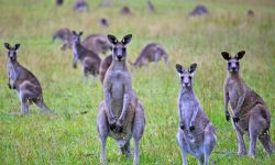What Is a Group of Kangaroos Called? (And Why It’s So Unique)