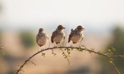 What Is a Group of Larks Called? (Collective Nouns Explained)