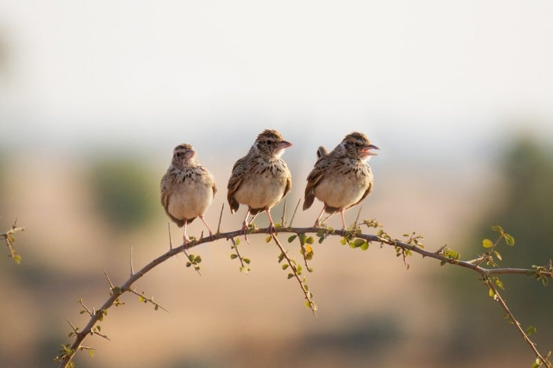 What Is a Group of Larks Called