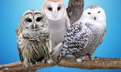 What Is a Group of Owls Called? The Truth Behind the Term