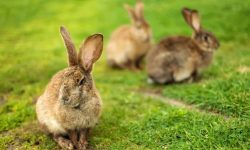 What Is a Group of Rabbits Called? (Fun Facts You Didn’t Know)