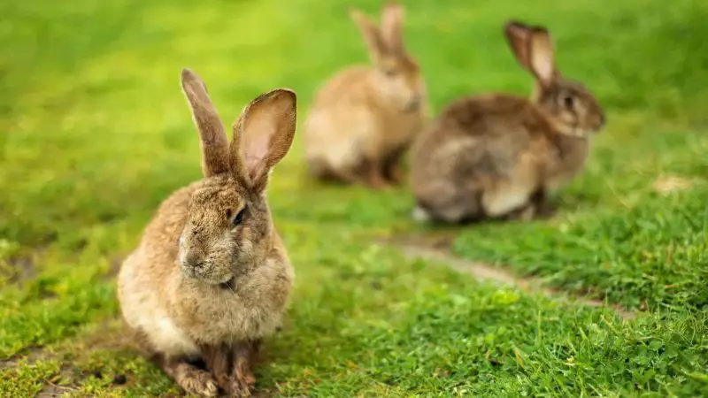 What Is a Group of Rabbits Called