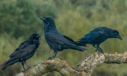 What Is a Group of Ravens Called? Learn the Meaning