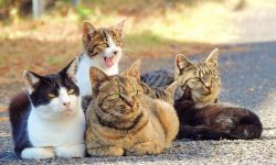 What is a Group of Cats Called? Fun Facts Revealed